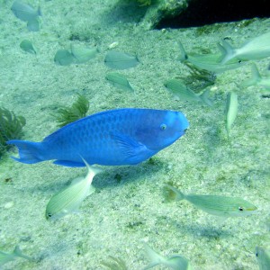 Blue Parrotfish