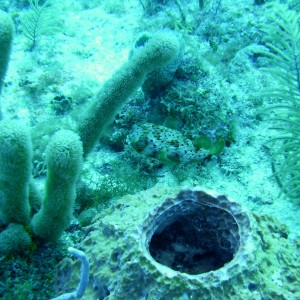 Balloonfish