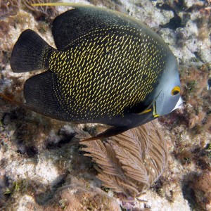 French Angelfish