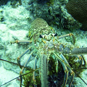 Lobster20