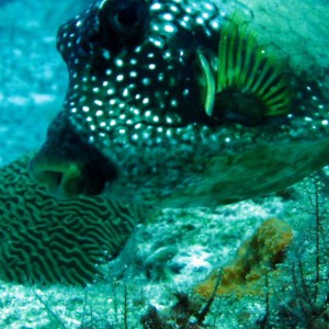 Cowfish