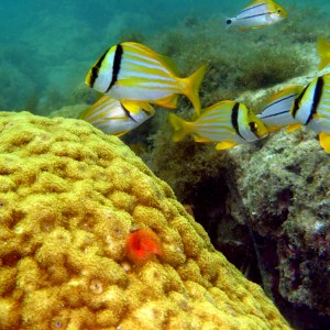 Snorkeling Shot