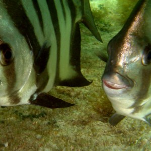 Snorkeling Shot