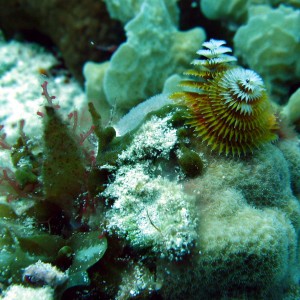 Christmas Tree Worms