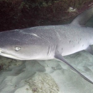 Whitetip Reef Shark -- Turtle Canyon