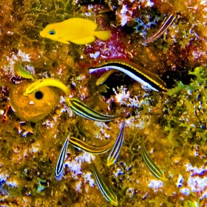 coloredfish