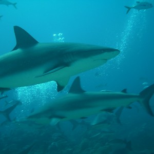 sharks_007