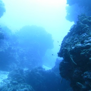 Cool reef pic in Cozumel