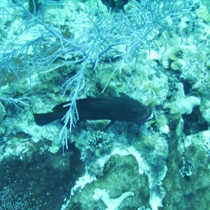 fish in Grand Cayman