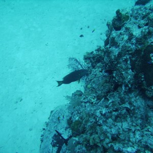 fish in Grand Cayman
