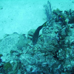 fish in Grand Cayman