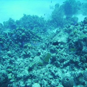 fish in Grand Cayman