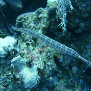 Fish in Grand Cayman