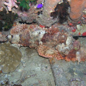 huge scorpionfish