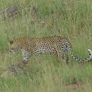 Africa_139