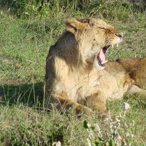 Africa_049