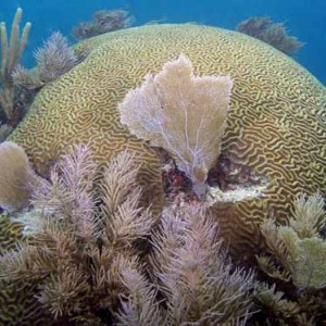 Brain Coral Key Largo 8-07