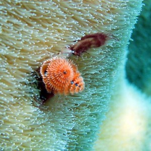 Christmas tree worm on Pillar coral Keys 2005