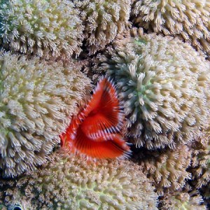 Horseshoe feather duster on coral