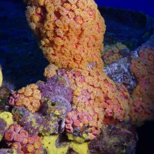 Orange cup coral on Duane