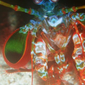 Mantis Shrimp