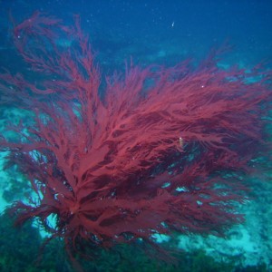 Red Algae Floating By