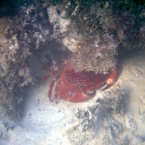 Crab in Jamaica