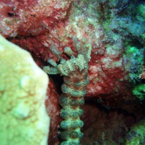 conspicuous sea cucumber