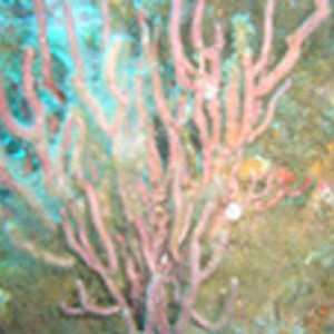 Coral at Keshena Wreck