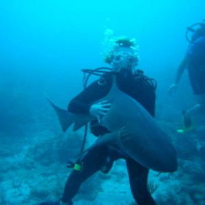 Belize_shark