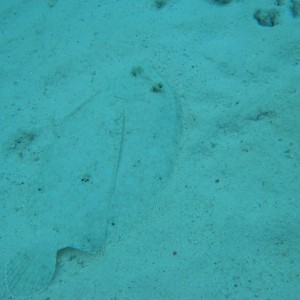 Peacock flounder on the sandy bottom