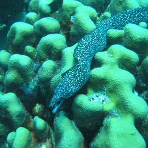 Spotted Moray