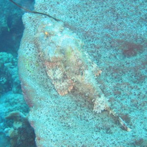 Scorpionfish