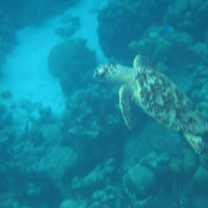 Hawksbill Turtle