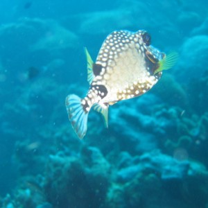 Smooth Trunkfish