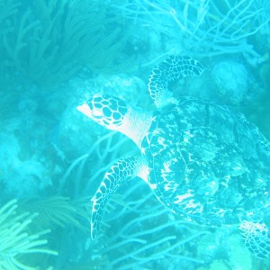 Hawksbill Turtle