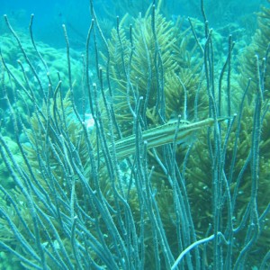 Trumpetfish