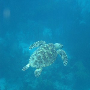 Hawksbill Turtle