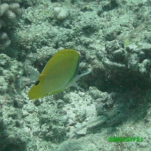 2008-07-31_05_Long_Nosed_Butterfly_Fish_1280x960_