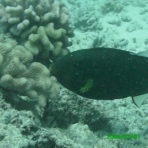 2008-07-31_09_Pink_Tailed_Trigger_Fish_1280x960_