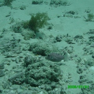 2008-07-31_28_White_Spotted_Puffer_1280x960_