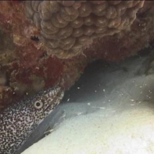 2008-04-06_11_White_Spotted_Eel_720x480_