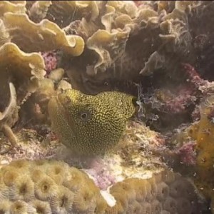 2008-04-06_22_Yellow_Spotted_Moray_Eel_720x480_
