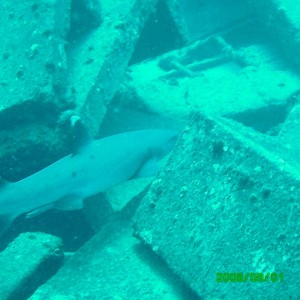 2008-08-01_07_White_Tip_Reef_Shark_1280x960_