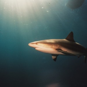 Sunlit Shark