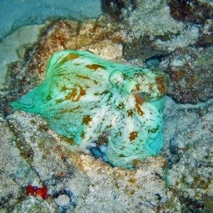 Cozumel Night Life