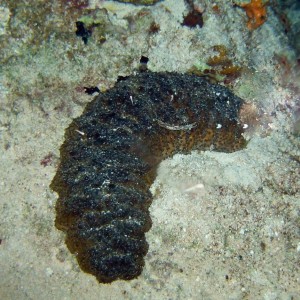 Cozumel Night Life