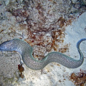 Cozumel Night Life