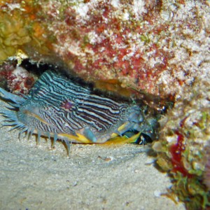 Cozumel Night Life