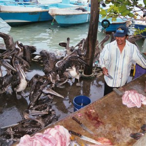 PelicanBuffet